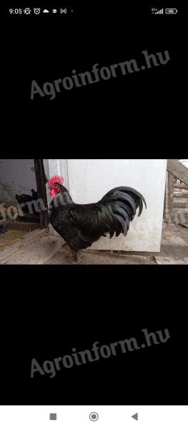 Obitelj Australorp