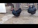 Obitelj Australorp