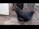 Obitelj Australorp