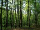 Kétvölgyön 8 hektár NATURA 2000-es erdő eladó