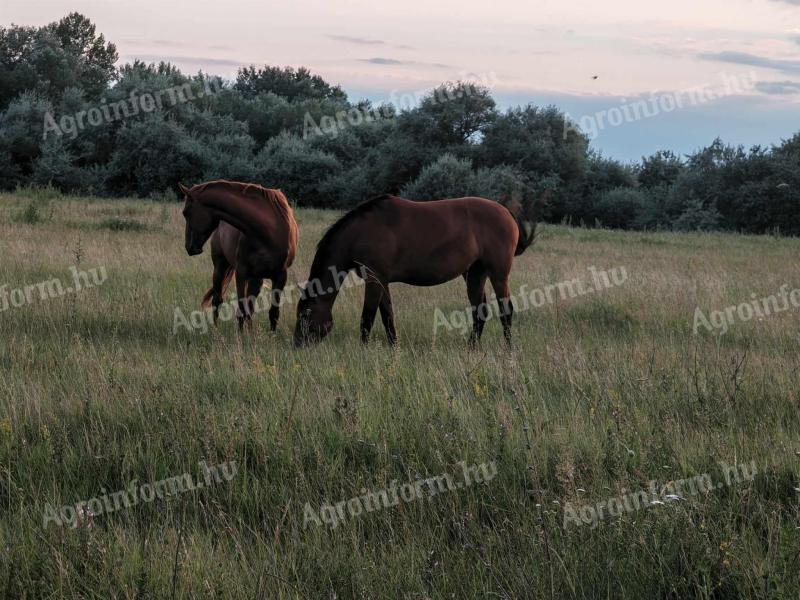 Prodajem 2 mlada Kisbéri mare konja sa ispaše