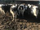 Holstein fríz tehenek