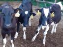 Holstein fríz üszők