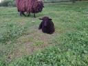 Rucka Schafe zu verkaufen
