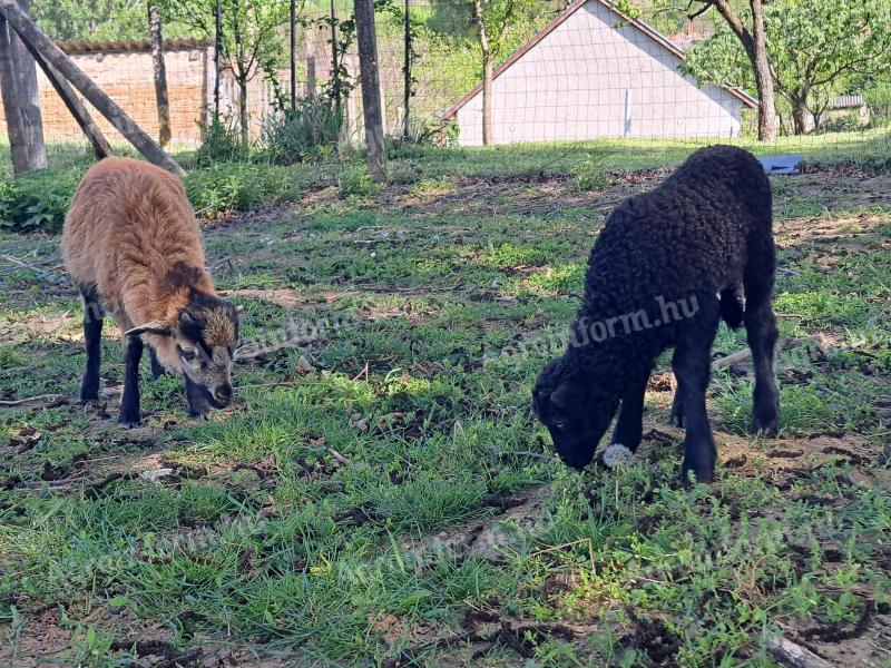 Cameroon ram for sale