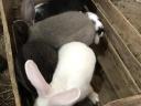 Piglet rabbits" -> "Piglet rabbits