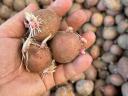 Last year's Rudolf blue label potatoes for sale in Mórahalom