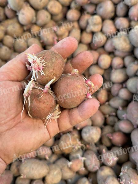 Zeszłoroczne ziemniaki z niebieską etykietą Rudolf na sprzedaż w Mórahalom
