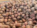 Lanskoletni krompir z modro etiketo Rudolf na prodaj v Mórahalomu
