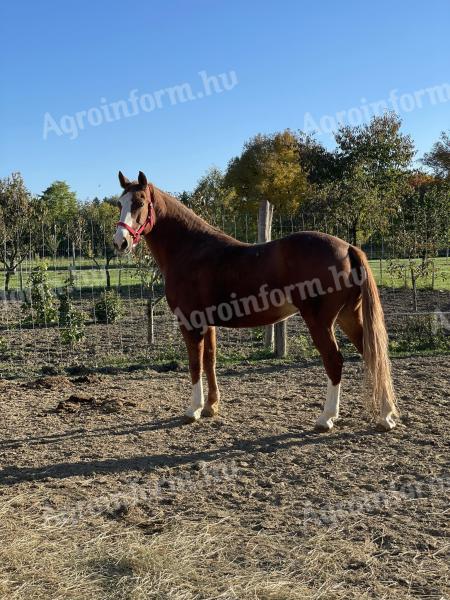 Hungarian sports half-breed for sale