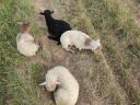 14 ovcí a 4 jehňata na prodej