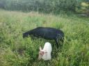 14 sheep and 4 lambs for sale