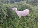 14 sheep and 4 lambs for sale