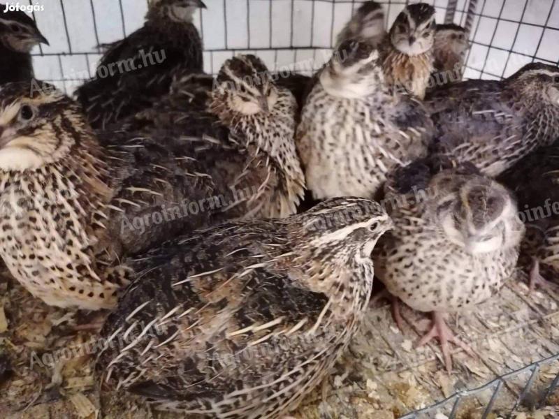 5 week old quail egg for sale