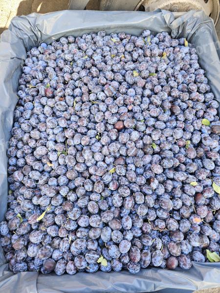 Plums for sale Rána