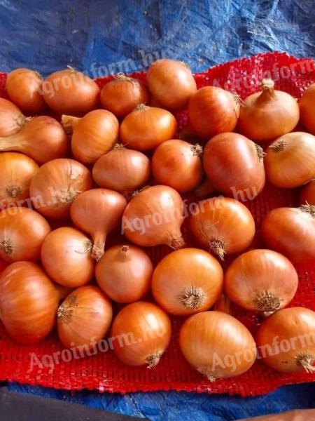 Onion products of different types and colours at the best prices