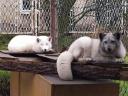Arctic fox pair for sale