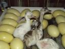White and grey nandu chicks are always available