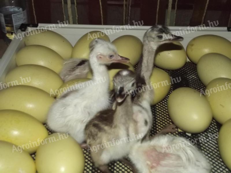 White and grey nandu chicks are always available