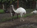 White and grey nandu chicks are always available