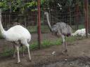 White and grey nandu chicks are always available