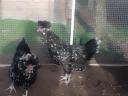 Breeding eggs available from Houdan poultry