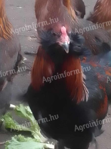 Breeding eggs available from Araucana poultry