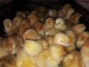 Sunny chick dual purpose vaccinated Red Master breed for sale from stock in Debrecen