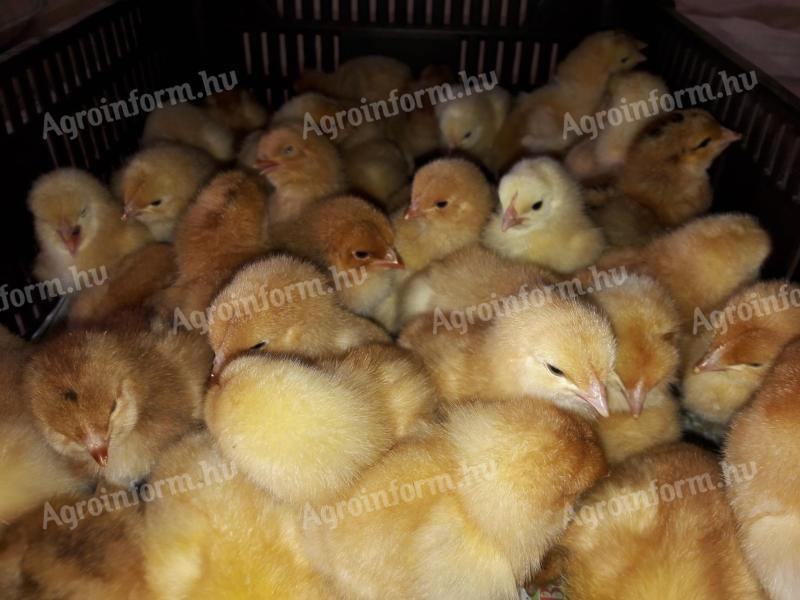 Sunny chick dual purpose vaccinated Red Master breed for sale from stock in Debrecen