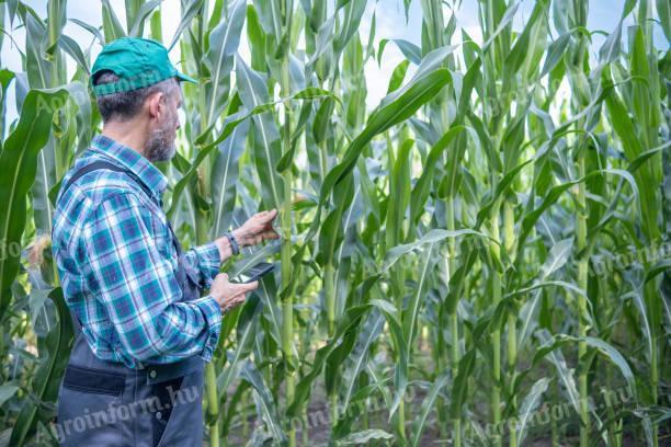Dunaegyháza is looking for labeling inspectors for seed corn labeling
