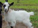 Young dwarf goat kids for sale