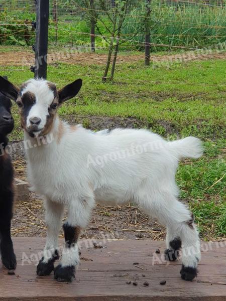 Young dwarf goat kids for sale