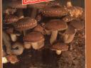 Mushroom growing