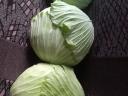 Cabbage for sale