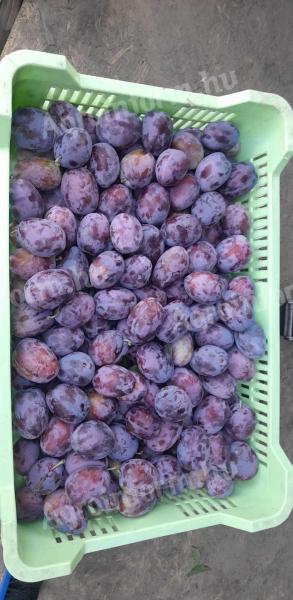 Plums for sale