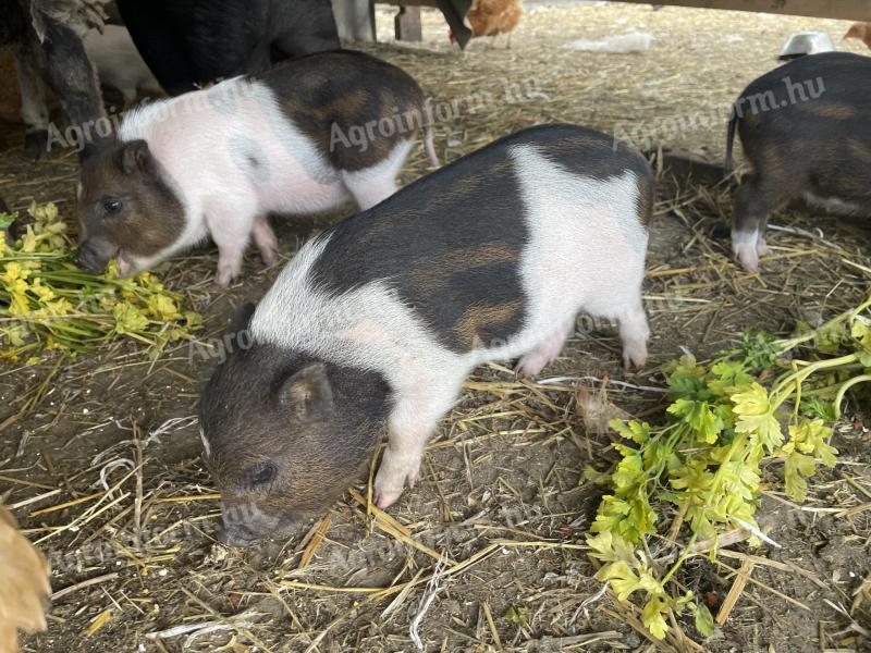 Göttingen pygmy pigs