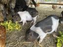 Göttingen pygmy pigs