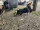 Göttingen pygmy pigs