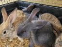 Viennese blue and domestic rabbits for sale