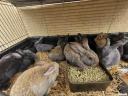 Viennese blue and domestic rabbits for sale