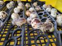 Quail eggs for hatching for sale