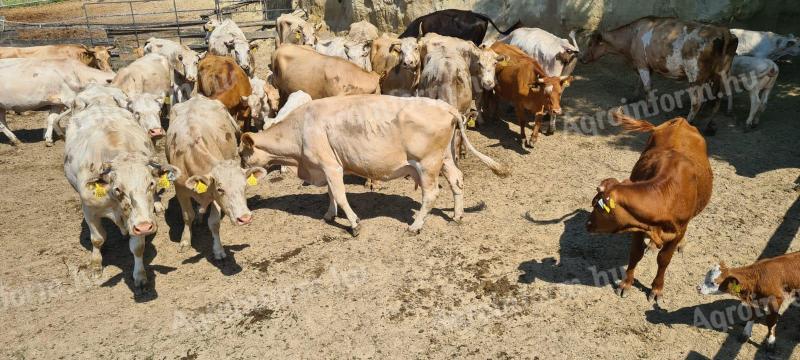 Čreda krav križank pasme charolais za prodajo