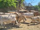 Stádo kráv krížencov plemena Charolais na predaj