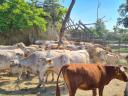 Stádo krav kříženek plemene Charolais na prodej