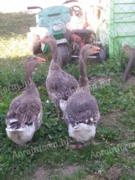 Greylag geese