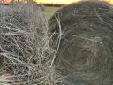 Premium quality hay for sale