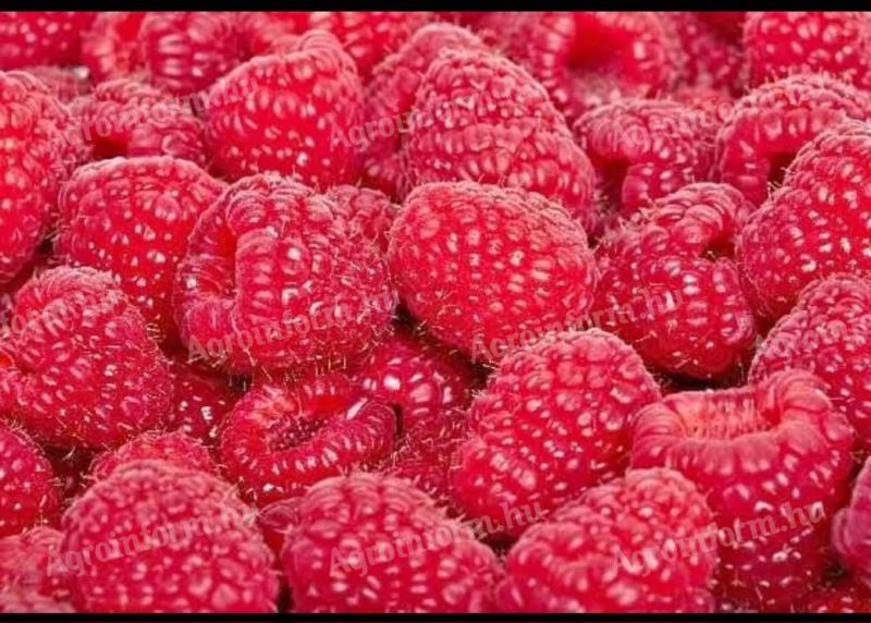 Fresh rolled and frozen raspberries