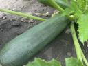 Courgettes for sale