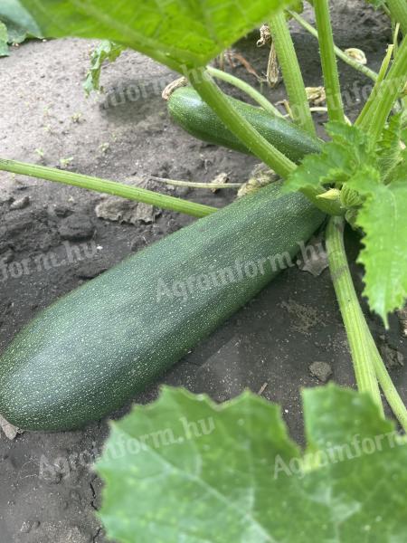 Courgettes for sale