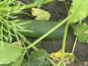 Courgettes for sale